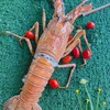 กุ้งมังกรย่างเนย กุ้งมังกรย่างเนย
