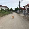 ถนนแถวร้าน