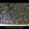 Water is Good and Clear