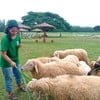 ให้อาหารแกะ