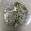 ข้าวเม่าคลุก