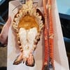 กุ้งแม่น้ำเผาไซส์ใหญ่ กุ้งแม่น้ำเผาไซส์ใหญ่