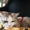 พอตเตอร์