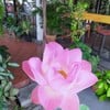 Lotus in bloom
