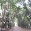 อุโมงไผ่ ไผ่ใหญ่มาก