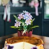 Cheese Cake by Vesper