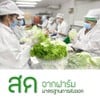 ผัดสดจากโรงงานส่งออก