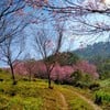 ภูลมโล