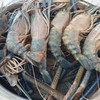 กุ้งก้ามกราม ขีดละ