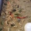 แกงเขียหวานไก่ แกงเขียหวานไก่