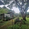 ต้นไม้ร่มรื่น
