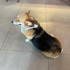 cute corgi 😆