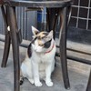 น้องเหมียวๆ