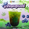 ชากัญบลูเบอรร์รี่