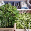 ผักสด