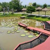สวนบัว