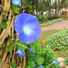 สีสวย