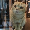 ตอนเดินผ่านแล้วเห็นแมวเหม่อ