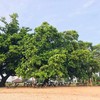 ที่นั่งบริเวณใต้ต้นไม้ 🌳🌳🌳