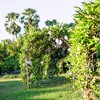 สวนผักผลไม้(Organic)ของพาทิโอ