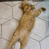 ดูนอนให้จกพุงด้วย ให้ดาวเพิ่มตรงนี้นะ