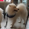 Samoyed หน้าตาดี