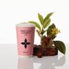 Osmanthus Milk Tea