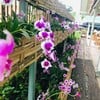 กล้วยไม้สวยๆ