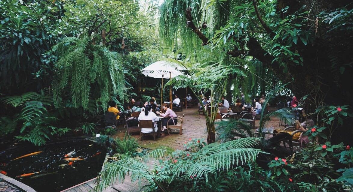 Fern Forest Cafe -