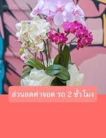 โปรโมชั่น ส่วนลดค่าจอด รถ 2 ชั่วโมง ลด 20 บาท เมื่อสั่งเมนูในหมวด coffee , Orchid Flower, Affogato, Non coffee , บัตรสมาชิก, rose Flower , Coffee Slow bar, Afican Violet , งาน Craft Dog , chilled Dessert , Bakery, ต้นไม้ต่างๆ, กระถางต้นไม้, Non-Coffee slow bar, ต้นไม้อวบน้ำ, จานรองกระถางต้นไม้, ค่าเช่าห้องประชุม slow bar, Soda, Ice cream , ห่อสวยงามกล้วยไม้, ต้นไฮเดรนเยีย, ค่าลงกระถางกุหลาบ, เยอบิร่า, ห่อสวยงามกุหลาบ, ห่อสวยงามต้นไม้อื่นๆ, ค่าลงกระถางกล้วยไม้, ค่าลงกระถางต้นไม้อื่นๆ, Bean, จานเซรามิก, ค่าขนส่งกล้วยไม้, Dried fruit, ขนม ครบ 20 บาท