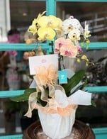 โปรโมชั่น Discount orchids 500฿ ลด 500 บาท เมื่อสั่งเมนู กล้วยไม้ 2550, กล้วยไม้ 2400, กล้วยไม้2800, กล้วยไม้3000, กล้วยไม้4200, กล้วยไม้ 4500, กล้วยไม้ 4000, กล้วยไม้3700, กล้วยไม้ 2850, กล้วยไม้ 3500, กล้วยไม้2,200 บาท, กล้วนไม้ 3,050, กล้วยไม้ 2900, กล้วยไม้ 3150, ดอกกล้วยไม้ 2000, กล้วยไม้ 2100, กล้วยไม้2700