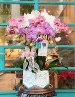 โปรโมชั่น Discount orchids 2000฿ ลด 2000 บาท เมื่อสั่งเมนู กล้วยไม้ 11000