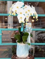 โปรโมชั่น Discount orchids 1000฿ ลด 1000 บาท เมื่อสั่งเมนู กล้วยไม้5000, กล้วยไม้8200, กล้วยไม้ 6000, กล้วยไม้ 8000, กล้วยไม้ 7050, กล้วยไม้6500