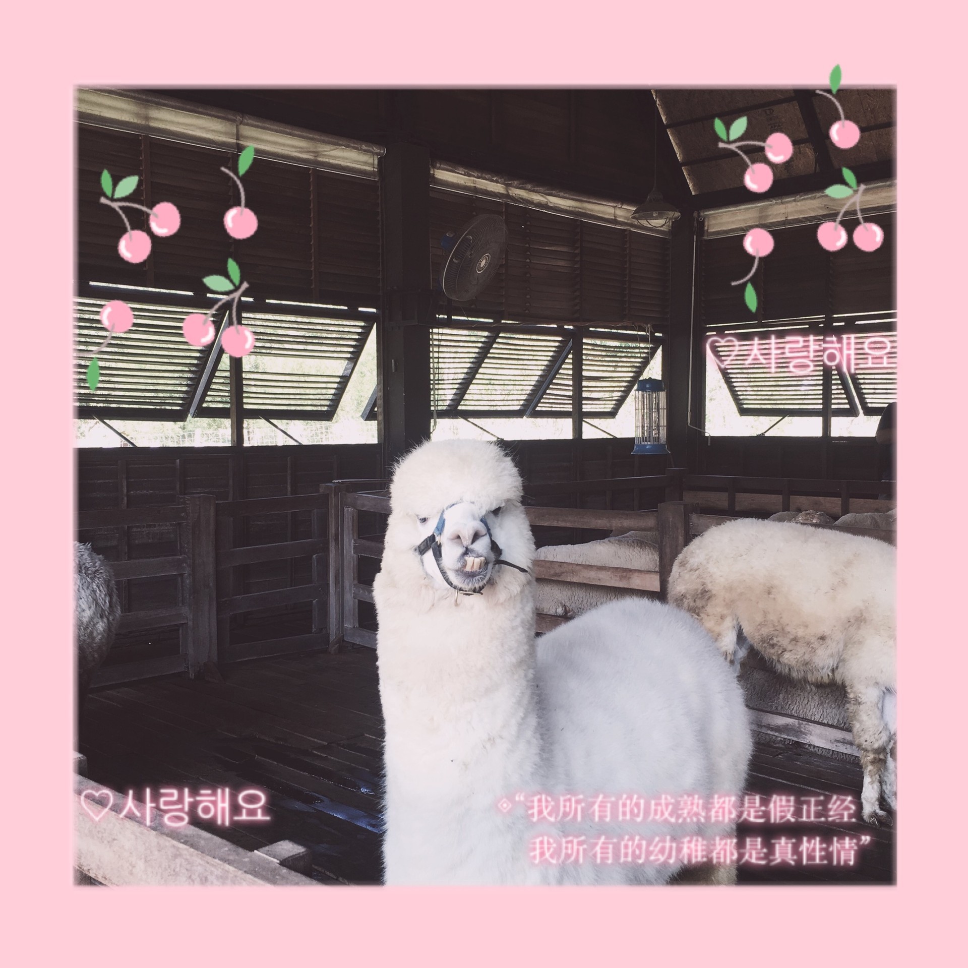 แอพแต่งรูปฟรี,รวมแอพแต่งรูป