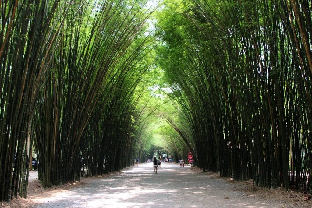ซุ้มป่าไผ่ วัดจุฬาภรณ์วนาราม - รีวิวสถานที่ท่องเที่ยว - Wongnai