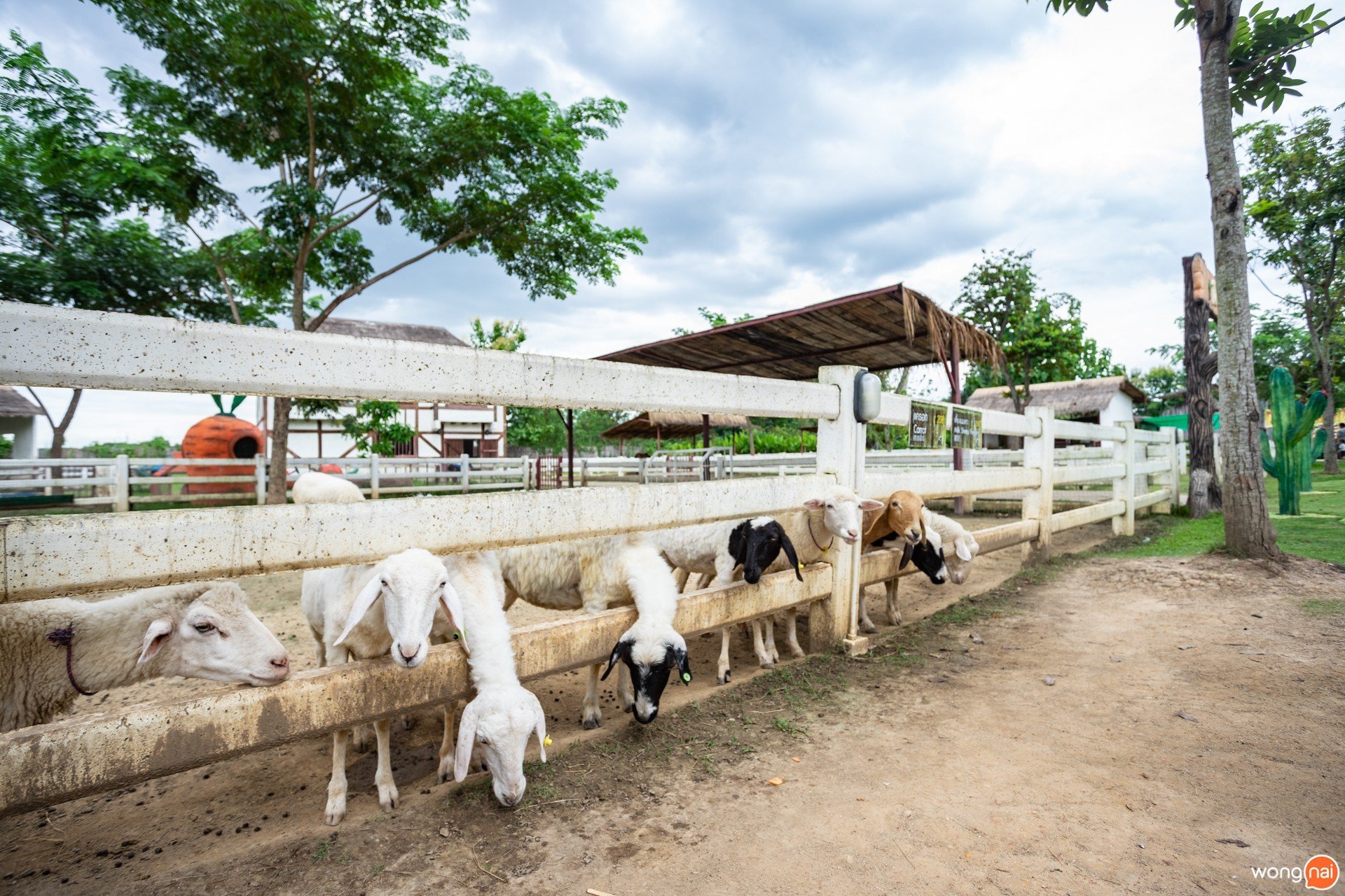 สเต๊ก บุฟเฟ่ต์ หมู่บ้านลึกลับ Hidden Village ที่มีไดโนเสาร์ The Barn Steak House เชียงใหม่