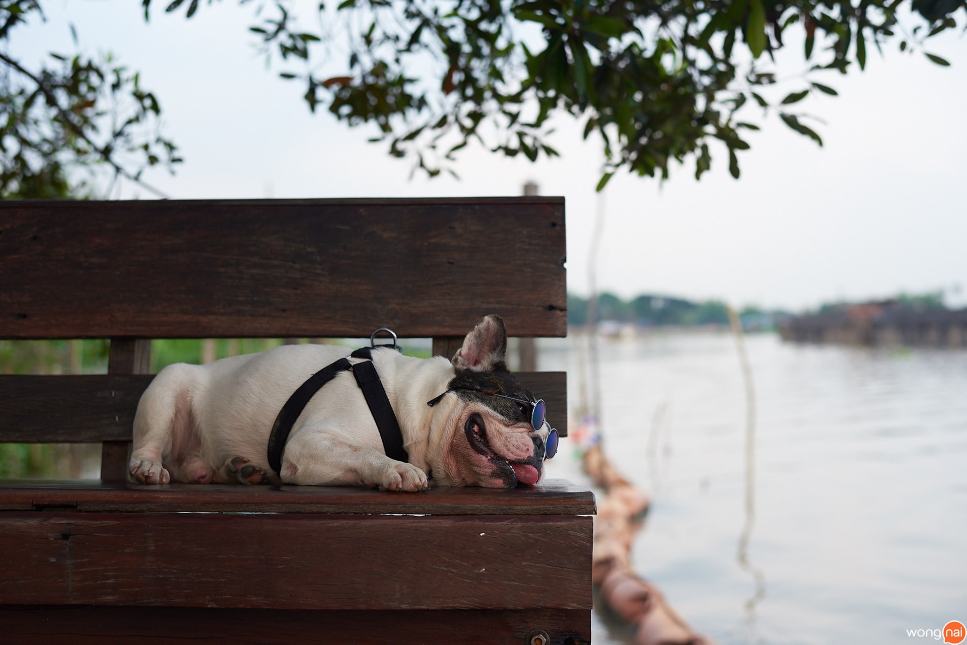 ที่เที่ยวอยุธยา, โฮมสเตย์อยุธยา