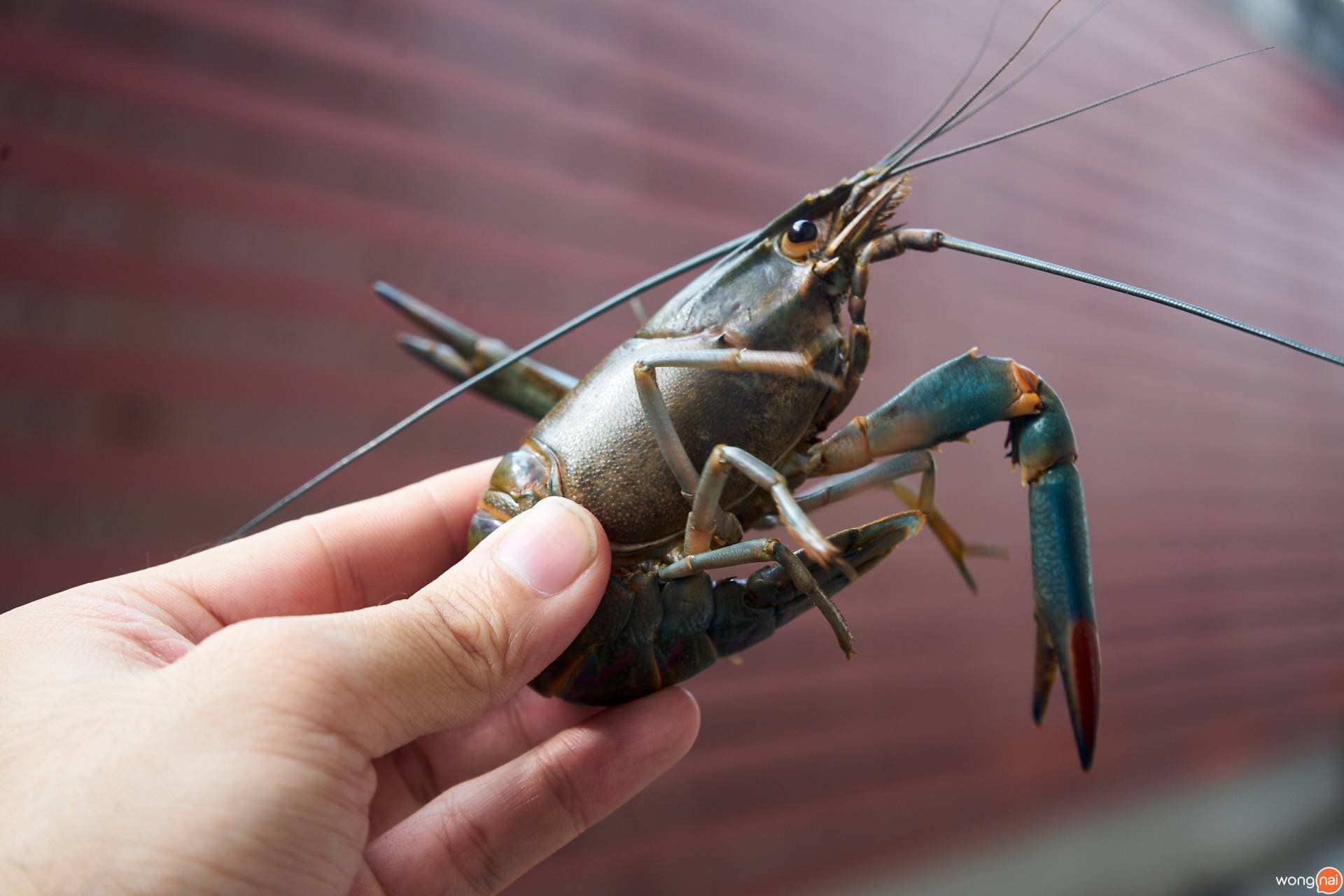 เมนูของร้าน Chubby Crayfish