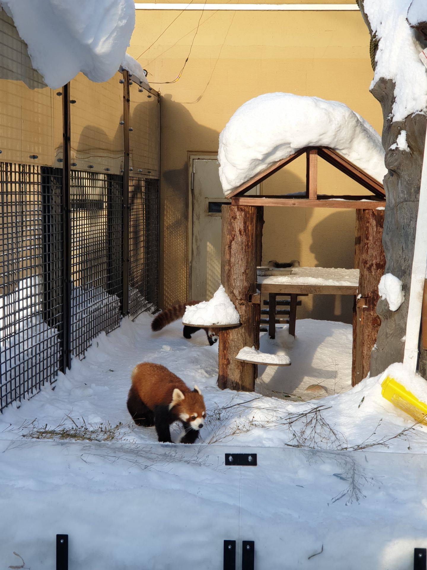 รูป Asahiyama Zoo