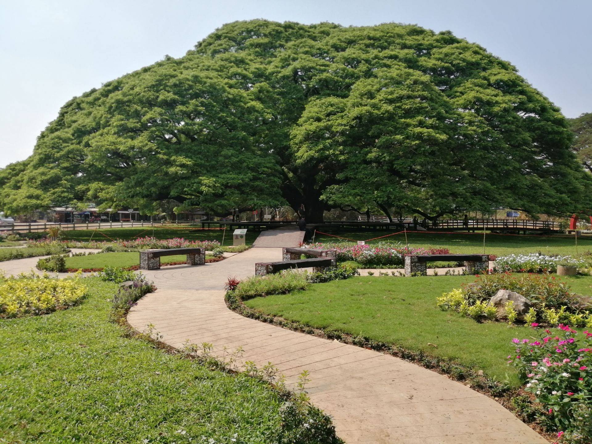 รีวิว จามจุรียักษ์ กาญจนบุรี - ต้น​จามจุรี​ยักษ์​ ในรูปโฉมใหม่​  ที่เน้นการอนุรักษ์​และรักษา​ให้ยั่งยืน