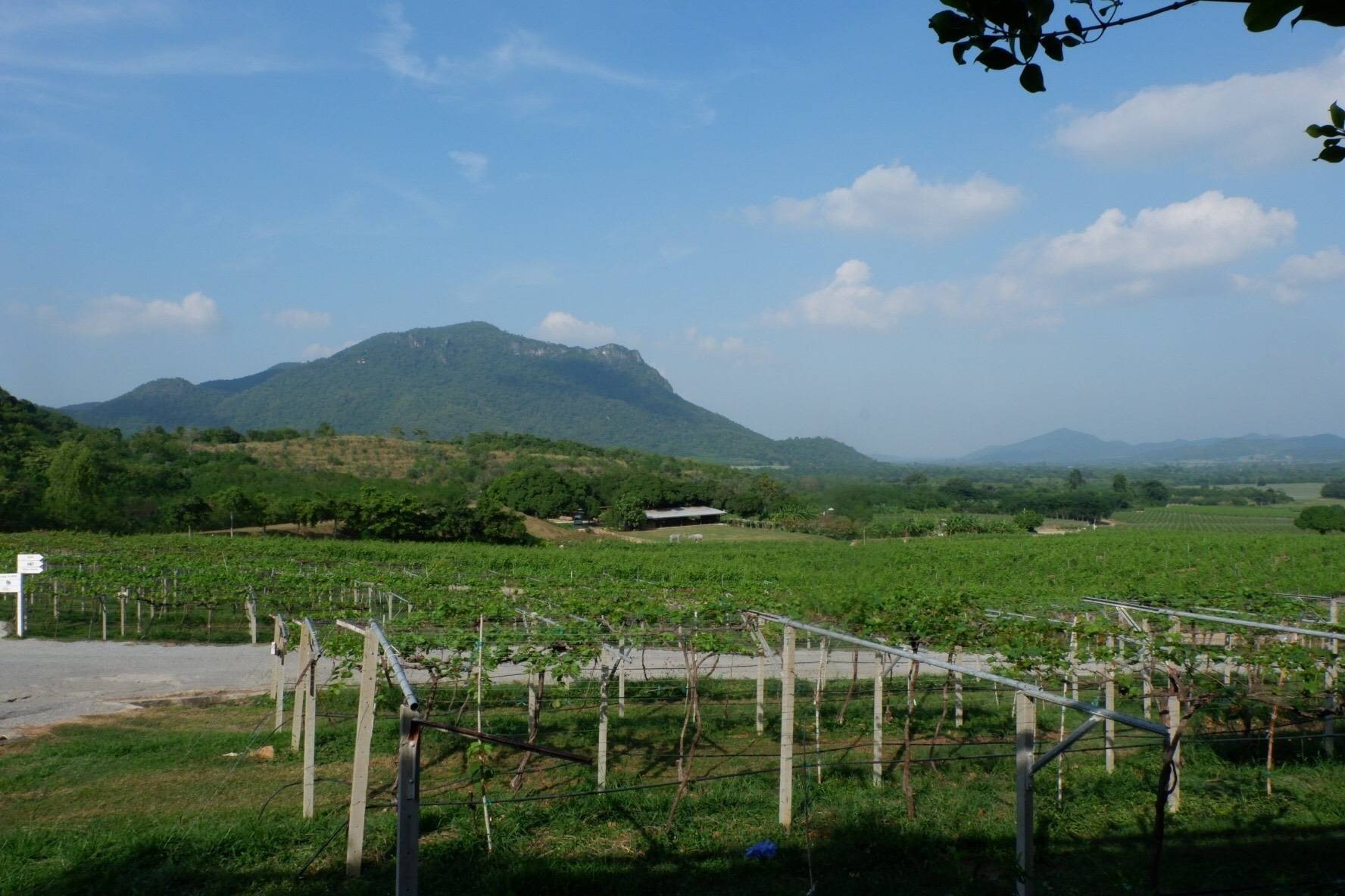 Monsoon Valley Vineyard