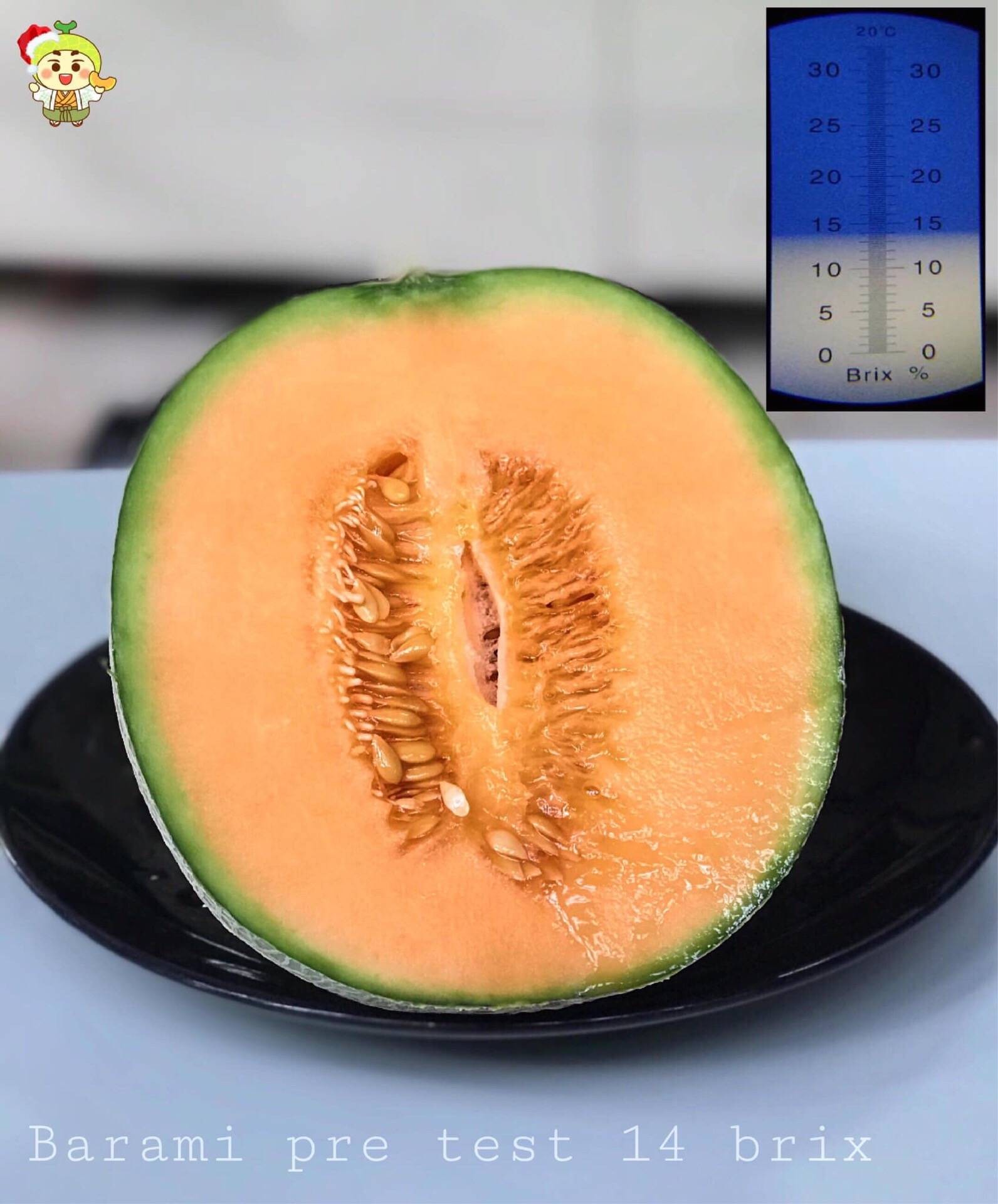 อิจิคุงเมล่อนฟาร์ม (ICHIKUN Melon Farm) รีวิวสถานที่ท่องเที่ยว