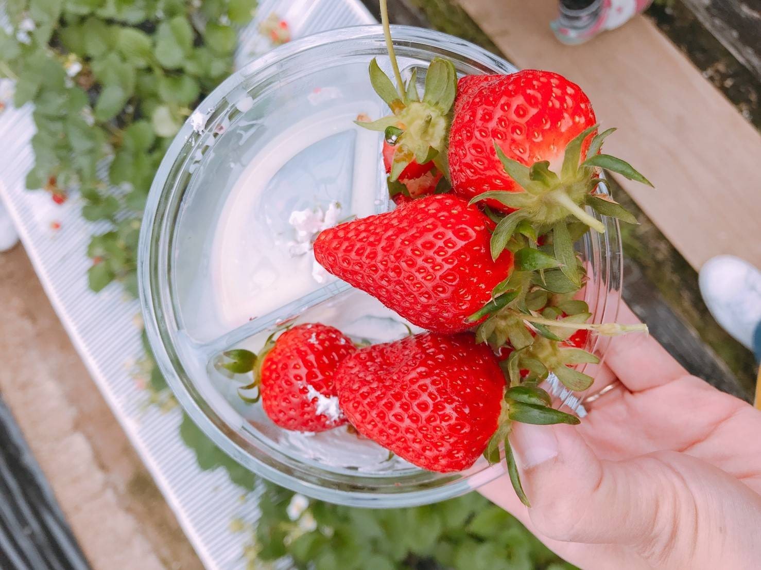 รีวิว Kishiwada farm ( Strawberry farm Osaka ) Wongnai