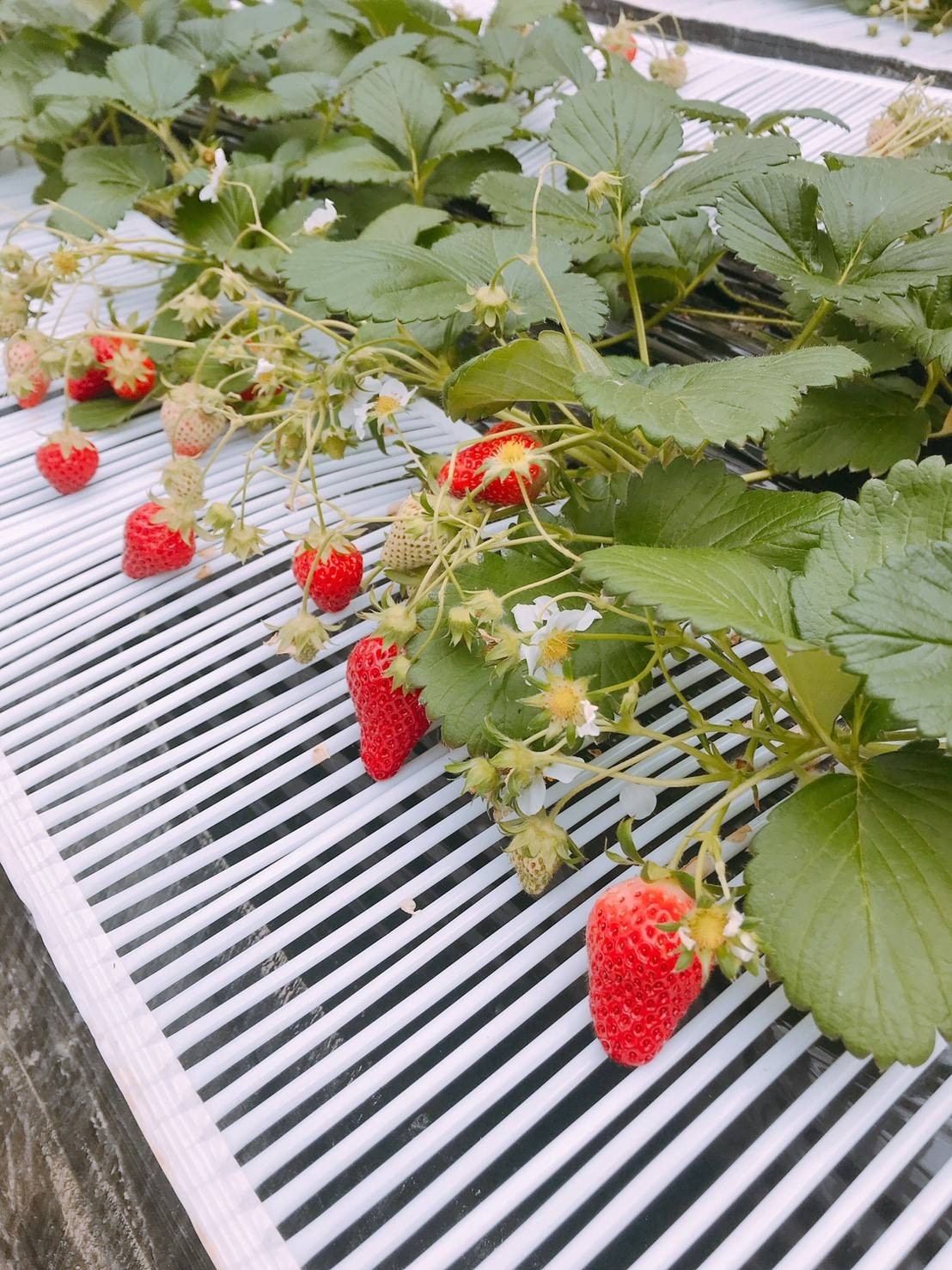 รูป Kishiwada farm ( Strawberry farm Osaka ) Wongnai