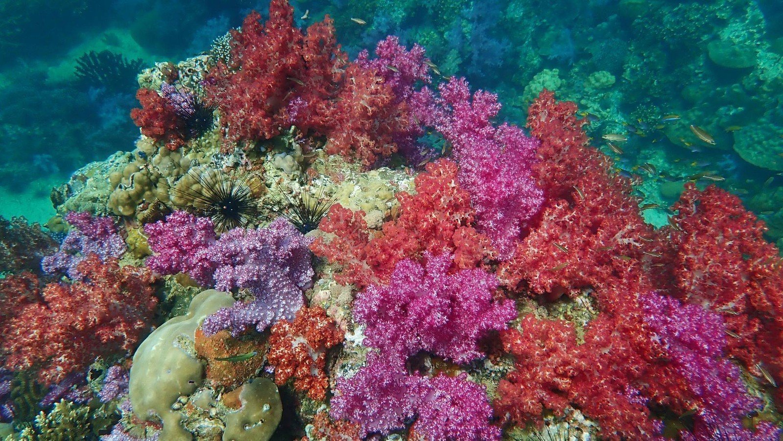 ภาพปะการังอ่อนที่ร่องน้ำจาบัง เกาะหลีเป๊ะ สตูล