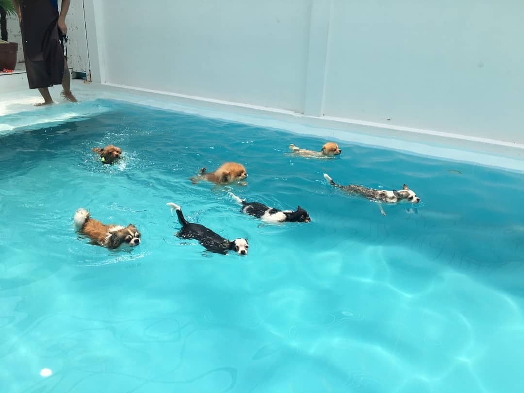 รูป The Dog Hotel Bkk