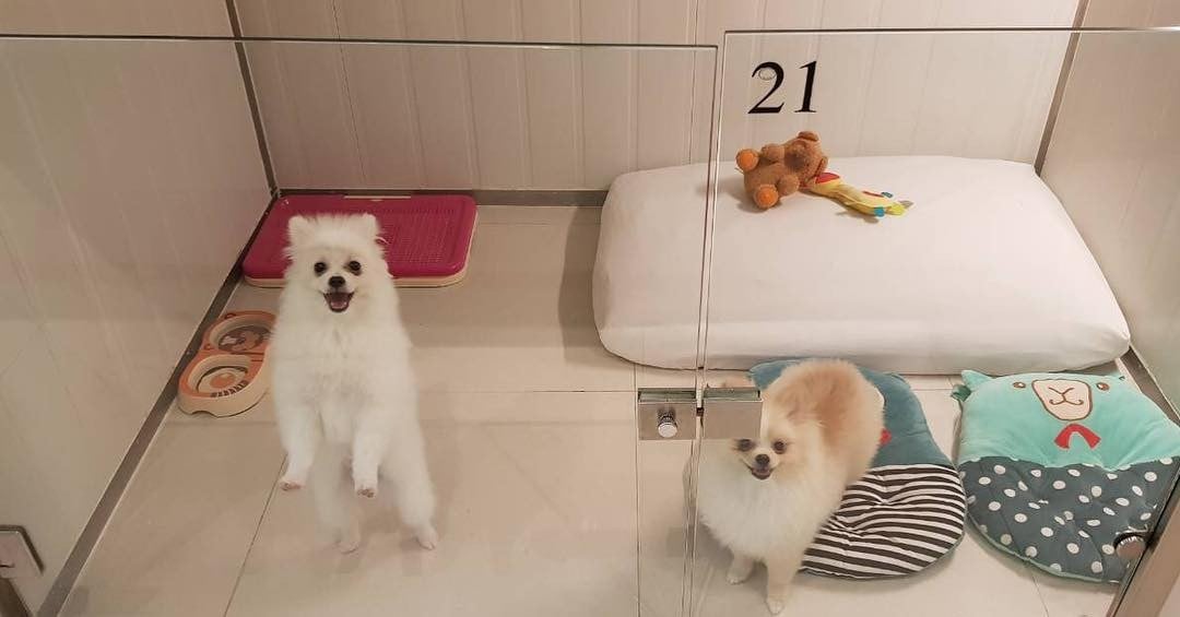 รูป Pet Hotel Bangkok Wongnai