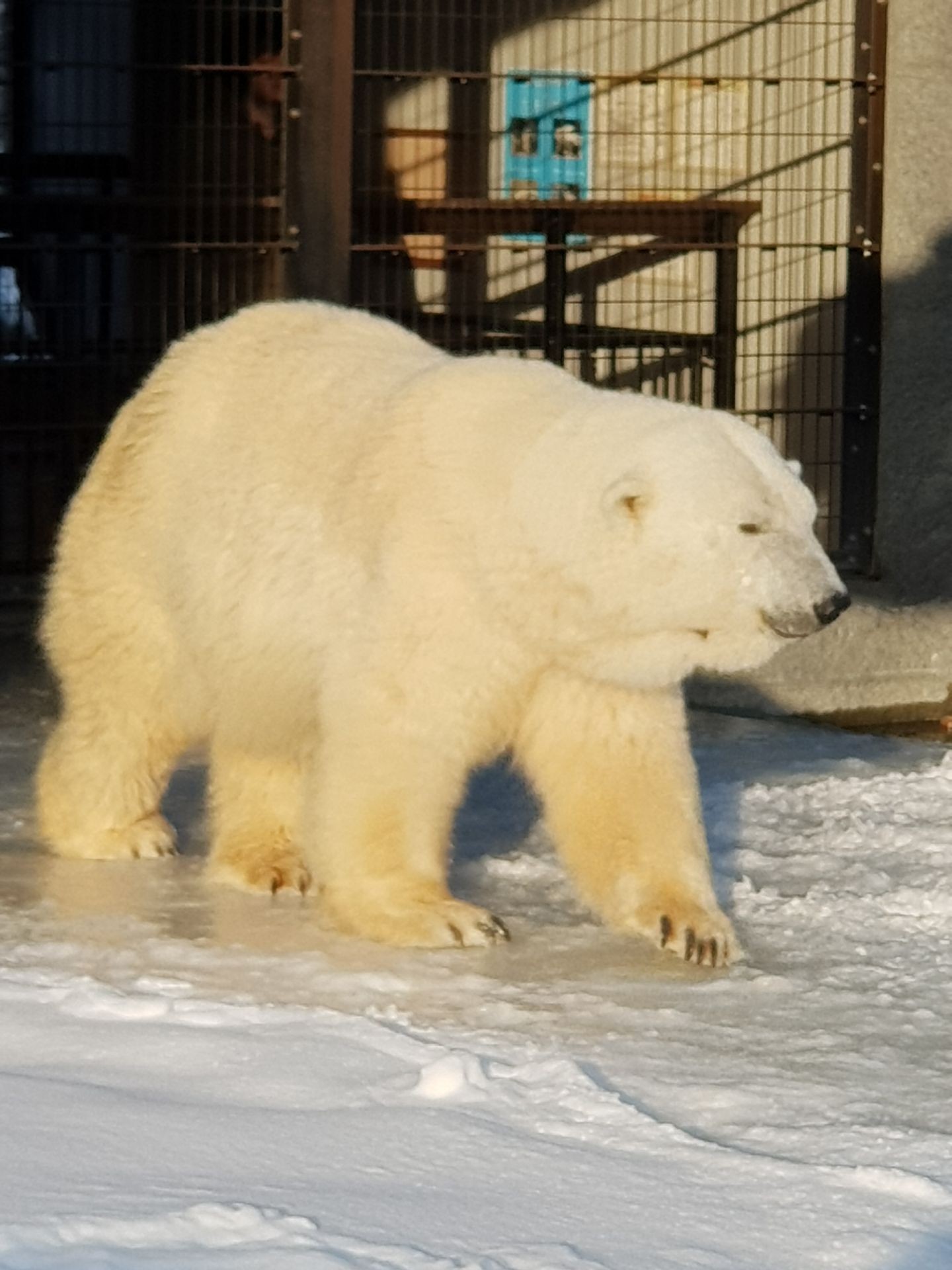 รูป Asahiyama Zoo