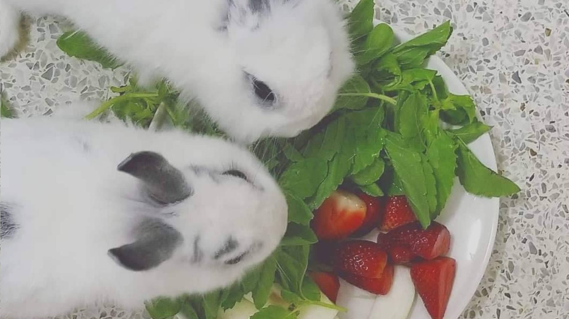 [TEST] Bunny Grizzly Cafe สั่งอาหารเดลิเวอรี Wongnai x LINE MAN