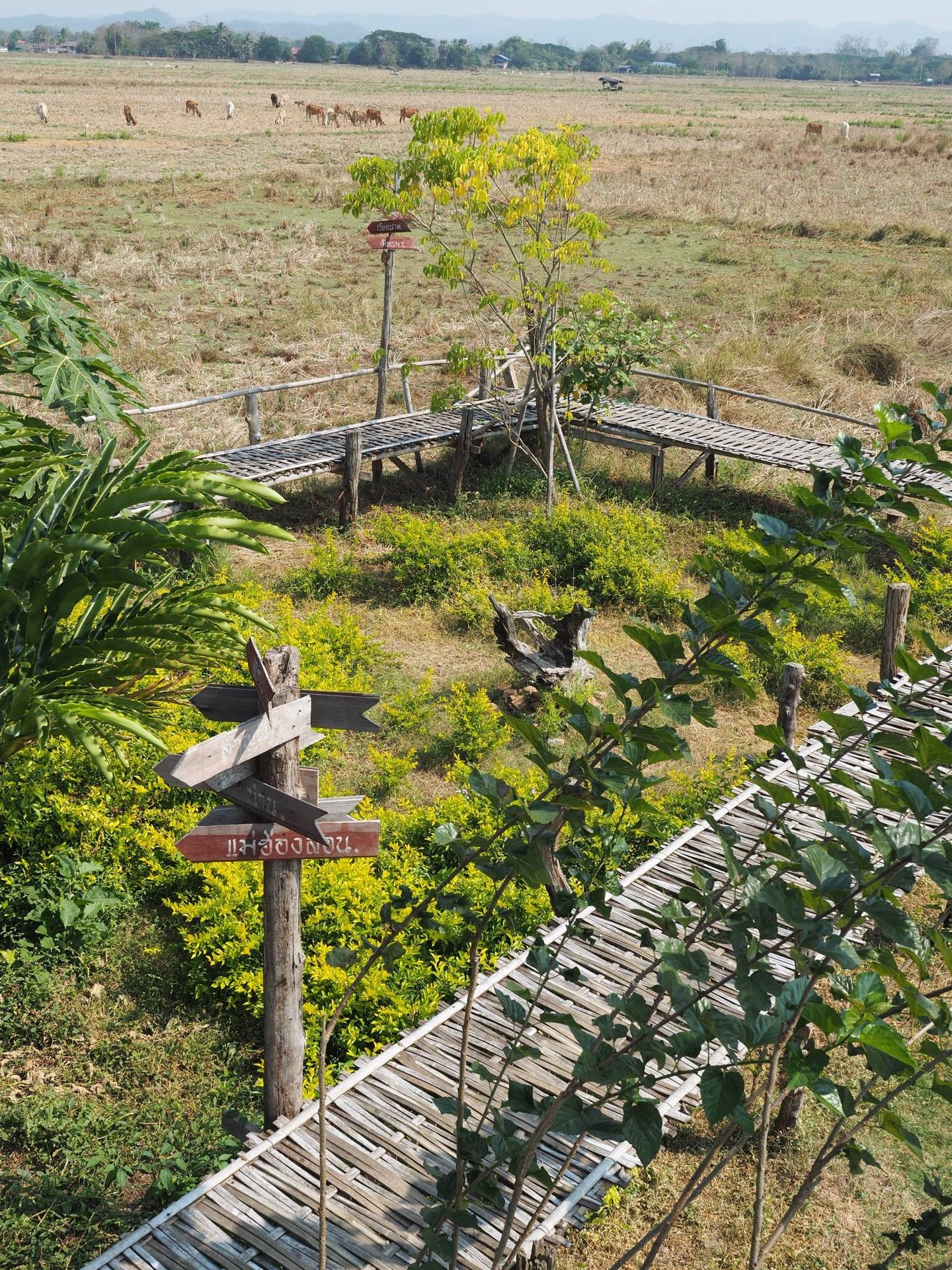 รีวิว ก๋างต้ง KangTong วิวทุ่งนา 360 องศา ที่เกาะคา ลำปาง Wongnai